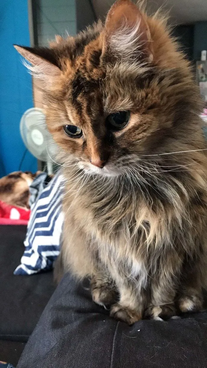 Cuando tu gato va a cumplir 20 años y sigue teniendo cara de bebé