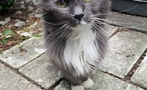 40 Wholesome Pics Of Senior Cats Doing Their Thing