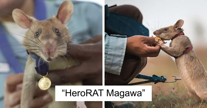 Meet Magawa, The Landmine-Detecting Rat Who Just Received The PDSA Gold Medal For Exceptional Bravery