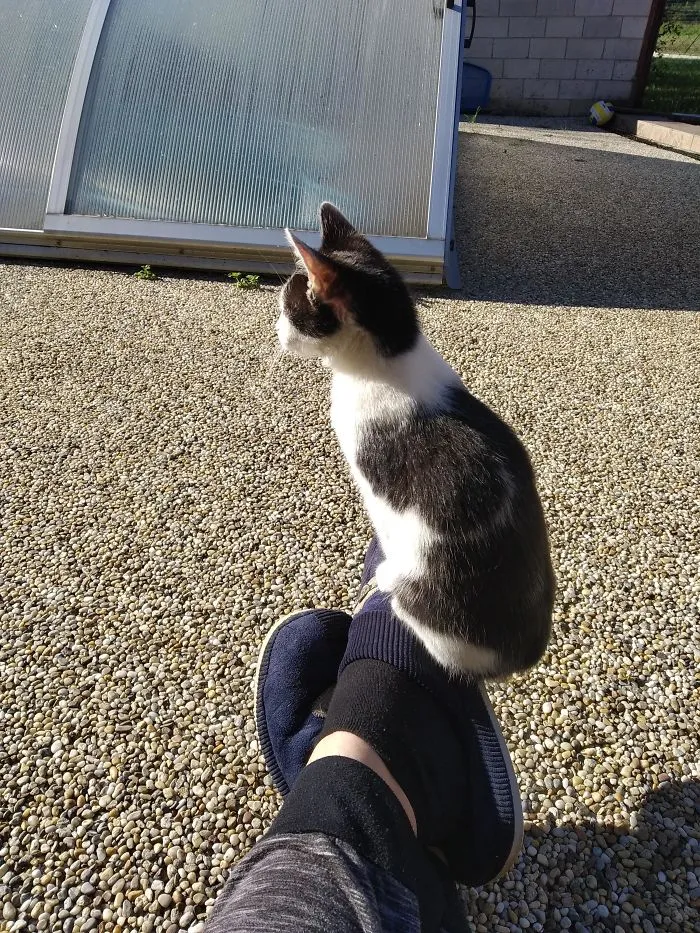 Rescue pet cat sitting calmly on a person's foot outdoors on a sunny day with pebbled ground around.
