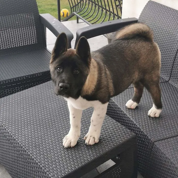 Rescue puppy standing on outdoor wicker furniture looking up with a curious expression in a wholesome moment.