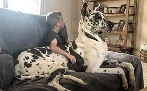 50 Great Danes Who Don’t Understand How BIG They Are (New Pics)
