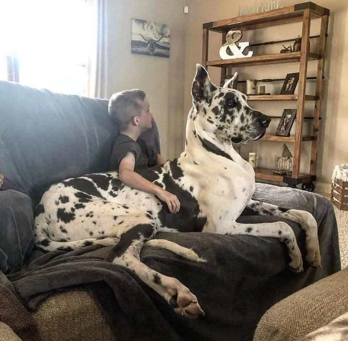 Once A Lap Dog, Always A Lap Dog