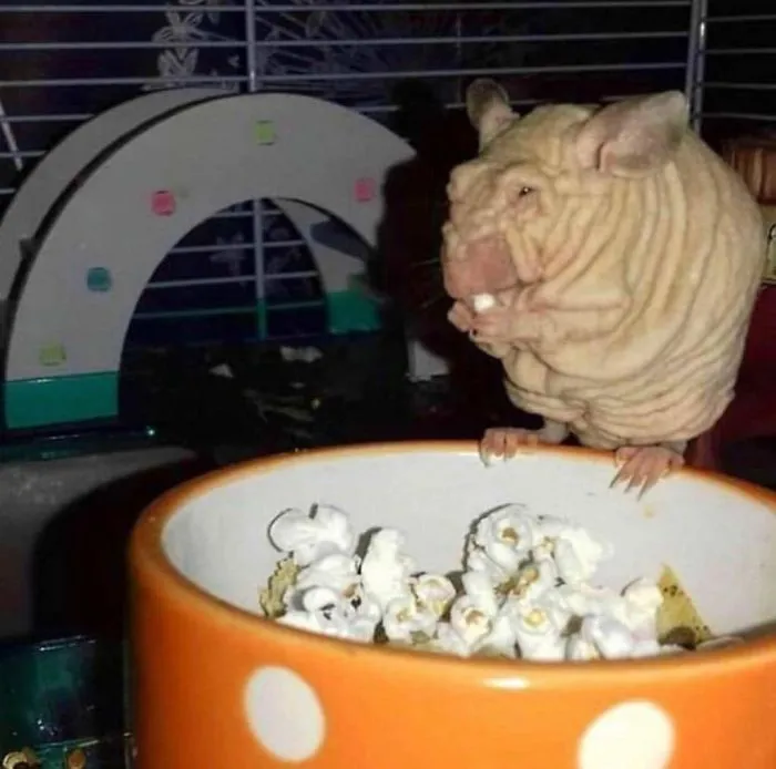 Este pequeño hamster sin pelo