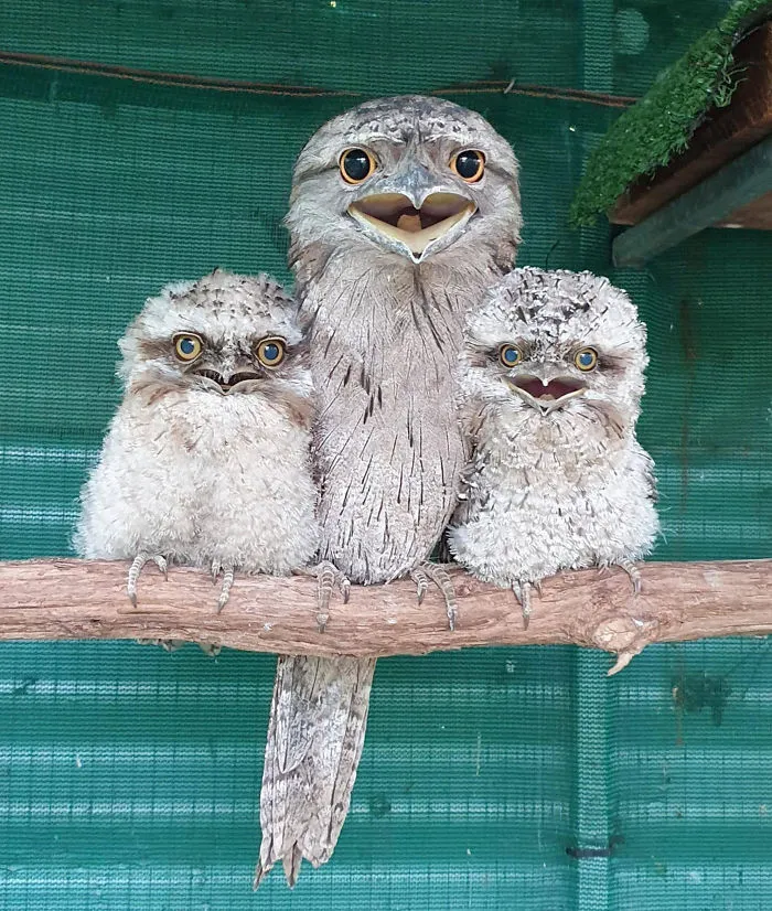28 Cute Frogmouth Babies That Have Very Expressive Looks