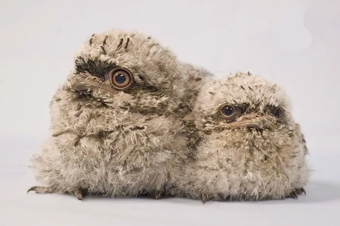 28 Cute Frogmouth Babies That Have Very Expressive Looks