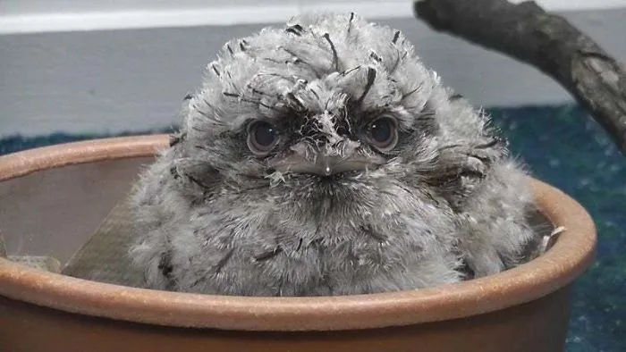 28 Cute Frogmouth Babies That Have Very Expressive Looks