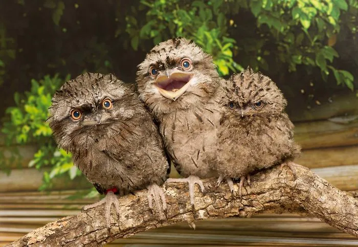28 Cute Frogmouth Babies That Have Very Expressive Looks