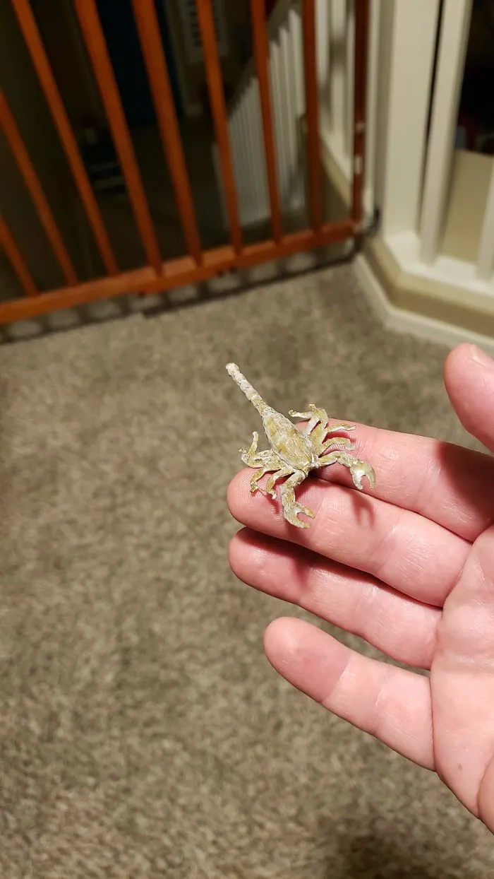 He impreso esto en 3D, brilla en la oscuridad. Lo he puesto en la almohada de mi esposa. Por cierto, hoy duermo en el sofá