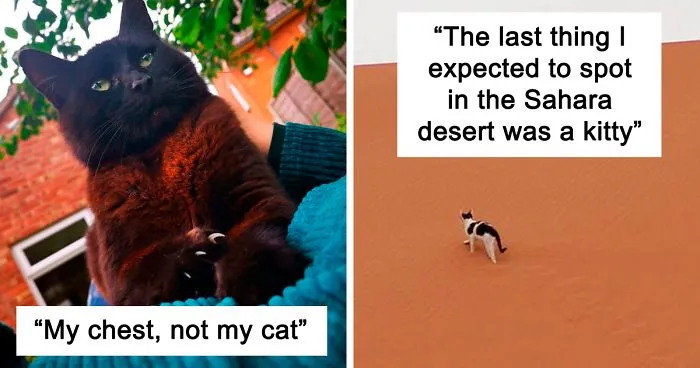 'Catspotting' Is A Facebook Group Where People Share The Best, Unexpected Encounters With Cats (40 Pics)