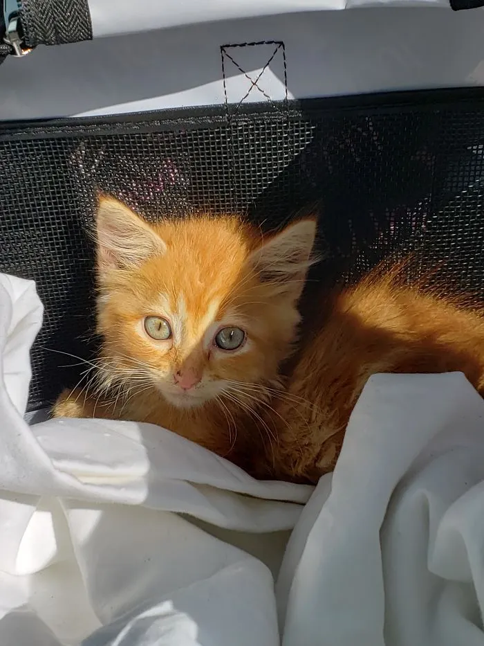 Orange rescue kitten resting on white blankets inside a carrier, showcasing wholesome rescue pet photo of the month.