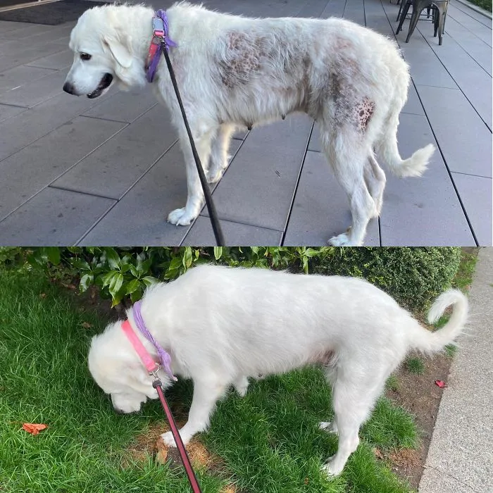 Un mes de progresos cuidando a esta perrita rescatada