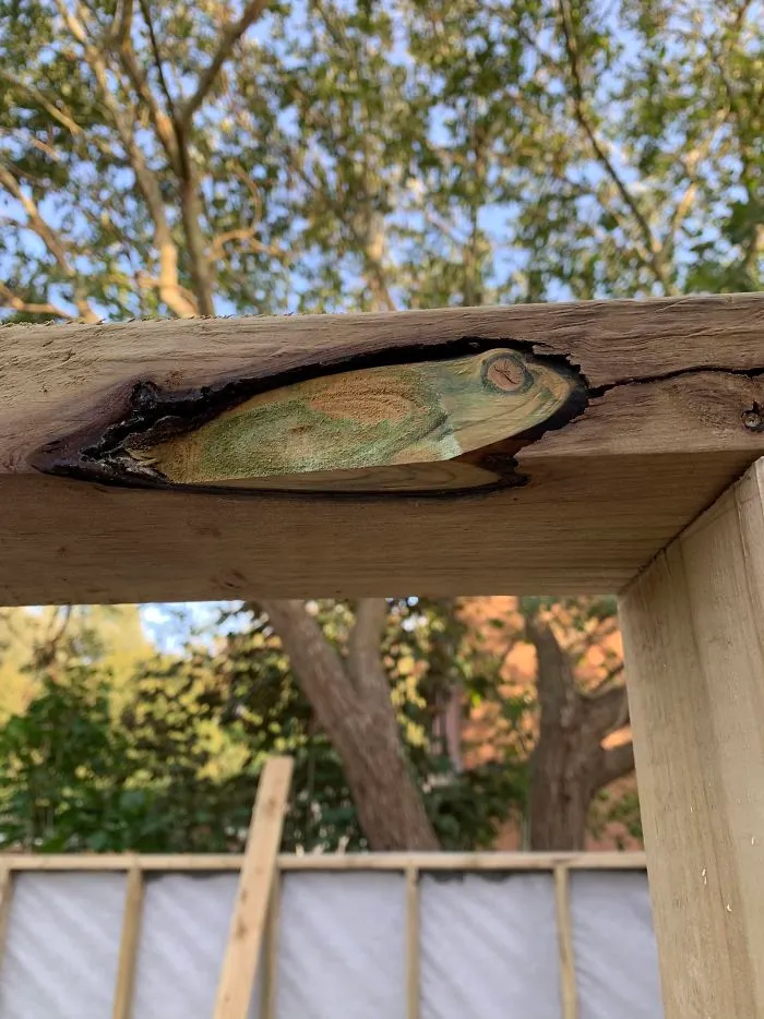 This Knot In The Wood Looks Like A Frog