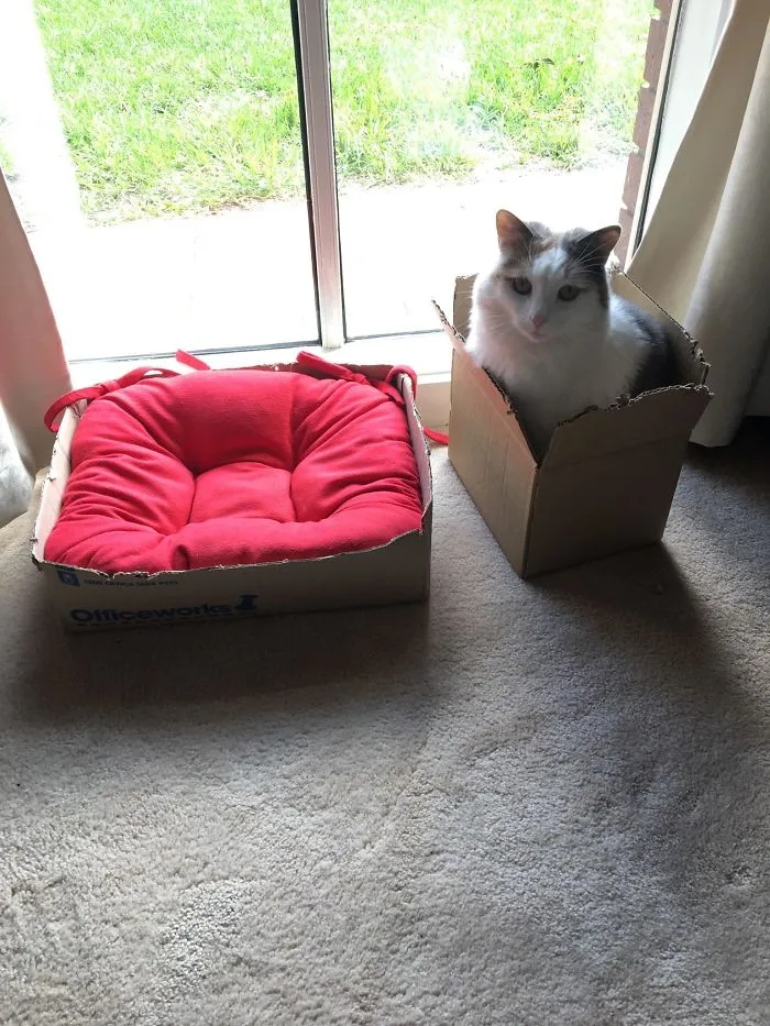 Cat Logic