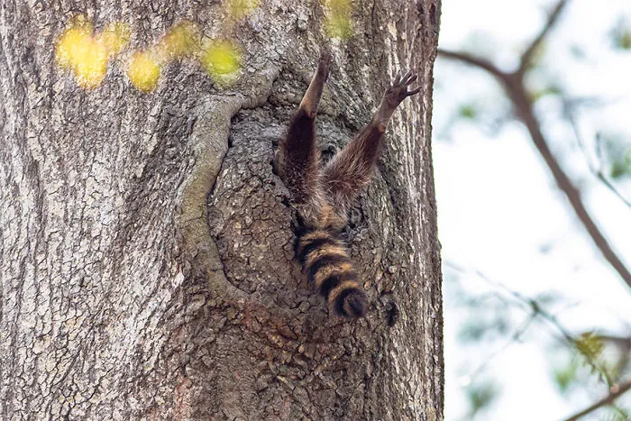 Han sido anunciados los finalistas de los Premios de fotografía Comedy Wildlife 2020 y te harán reír mucho