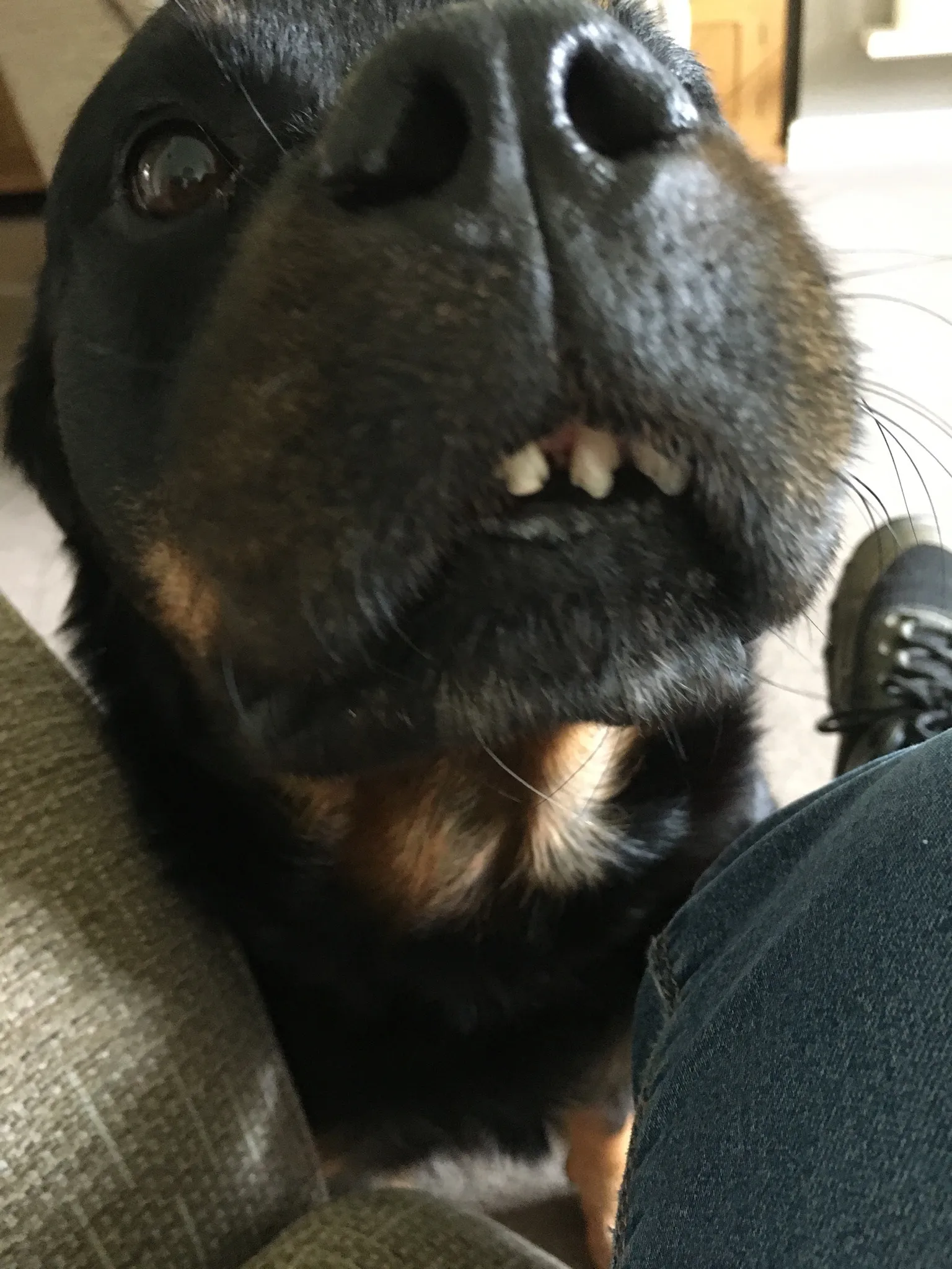 Ava The  Rottweiler