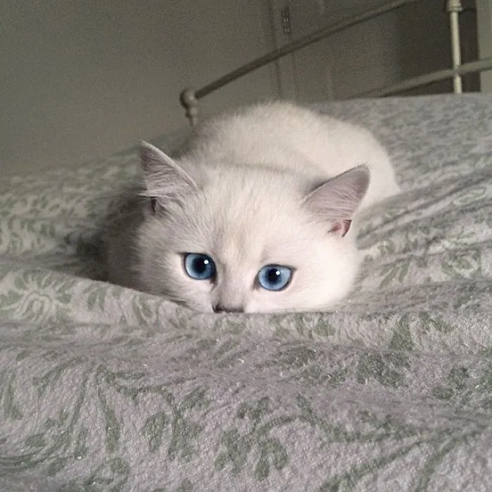 30 Little Kittens Preparing For Their First Sneak Attack Which Probably Won't Be Too Sneaky