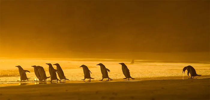 Han sido anunciados los finalistas de los Premios de fotografía Comedy Wildlife 2020 y te harán reír mucho