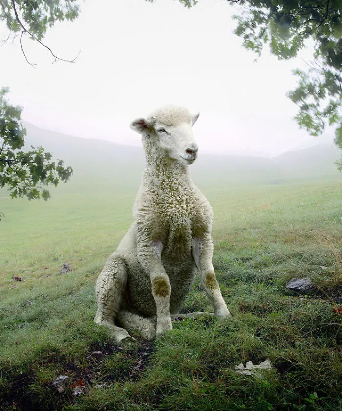 37 Surreal And Magical Animal Images By Simen Johan