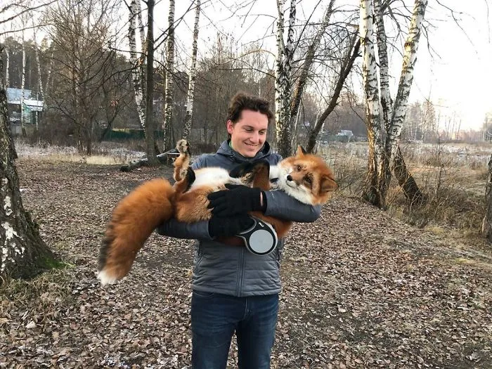 Wild Fox Becomes A Loyal Friend To A Guy Who Saved Him From A Fur Farm (40 Pics)
