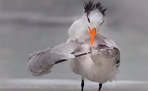 The Finalists Of The 2020 Comedy Wildlife Photography Awards Have Been Announced And They Might Crack You Up