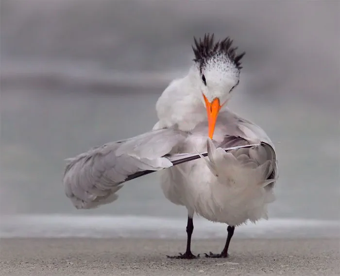 Comedy-Wildlife-Photography-Contest-2020-Finalist