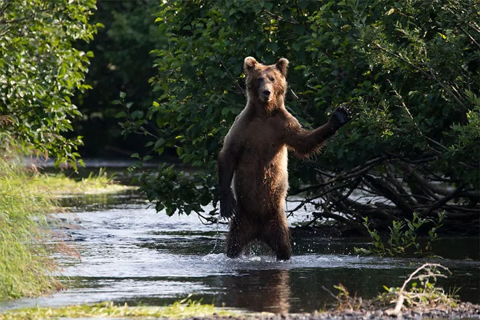 The Finalists Of The 2020 Comedy Wildlife Photography Awards Have Been Announced And They Might Crack You Up