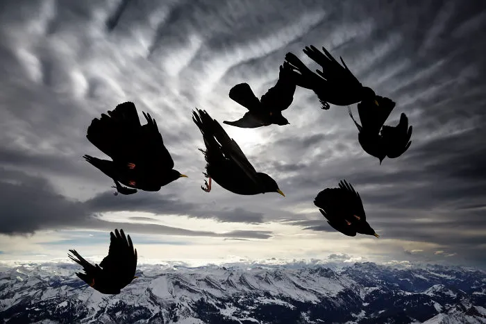 Wind Birds