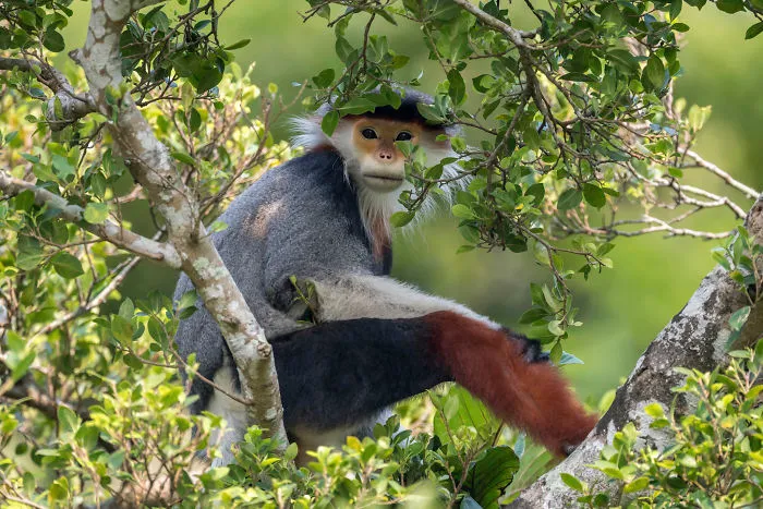 Treetop Douc