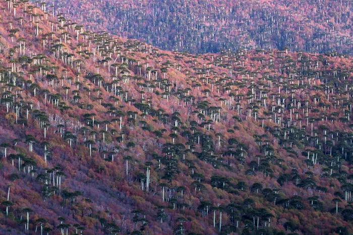 The Forest Born Of Fire