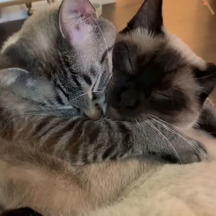 Adoptamos un 2ª gato y se volvieron inseparables