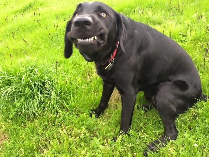 People Are Sharing The Most Unflattering Pics Of Their Dogs And It’s Hilarious (30 Pics)