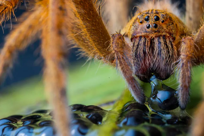 The Spider's Supper