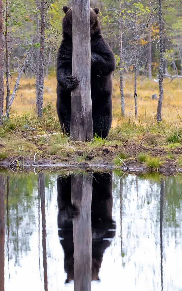 Han sido anunciados los finalistas de los Premios de fotografía Comedy Wildlife 2020 y te harán reír mucho