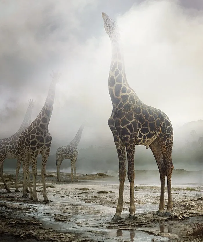 37 Surreal And Magical Animal Images By Simen Johan