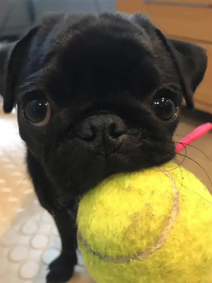 This Absolutely Cute Floof Ball Came In To Work Today