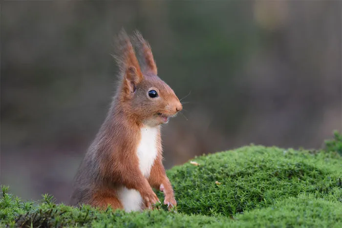 The Finalists Of The 2020 Comedy Wildlife Photography Awards Have Been Announced And They Might Crack You Up