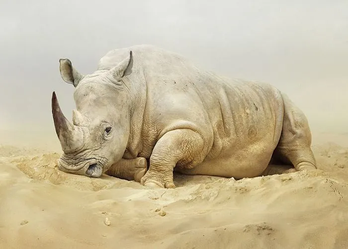 37 Surreal And Magical Animal Images By Simen Johan