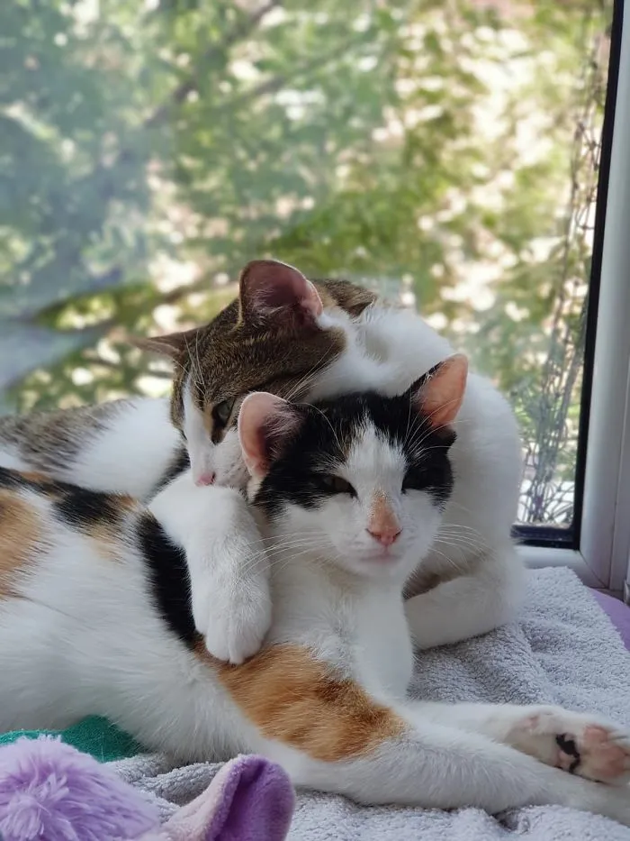 Loulou & Freddie Meowcurie. I Saved Them From The Streets And They Saved Me From Suicide