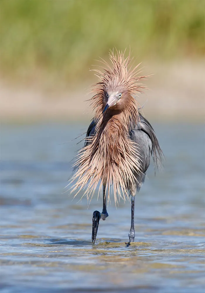 The Finalists Of The 2020 Comedy Wildlife Photography Awards Have Been Announced And They Might Crack You Up
