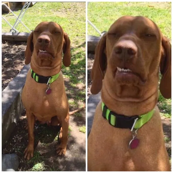 People Are Sharing The Most Unflattering Pics Of Their Dogs And It’s Hilarious (30 Pics)