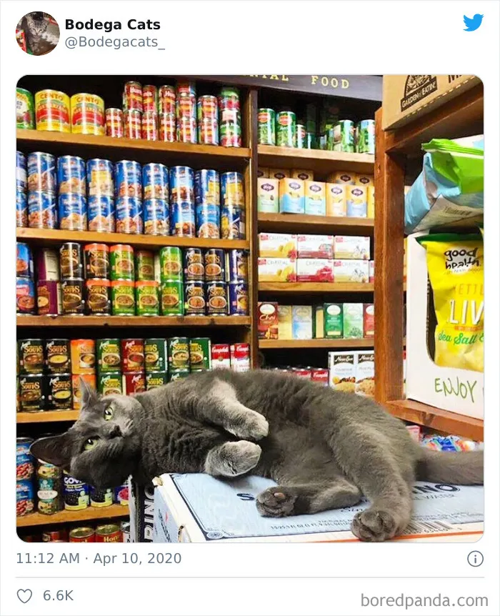 This Twitter Account Collects Photos Of Cats In Small Shops Looking Like They Own The Place (30 New Pics)