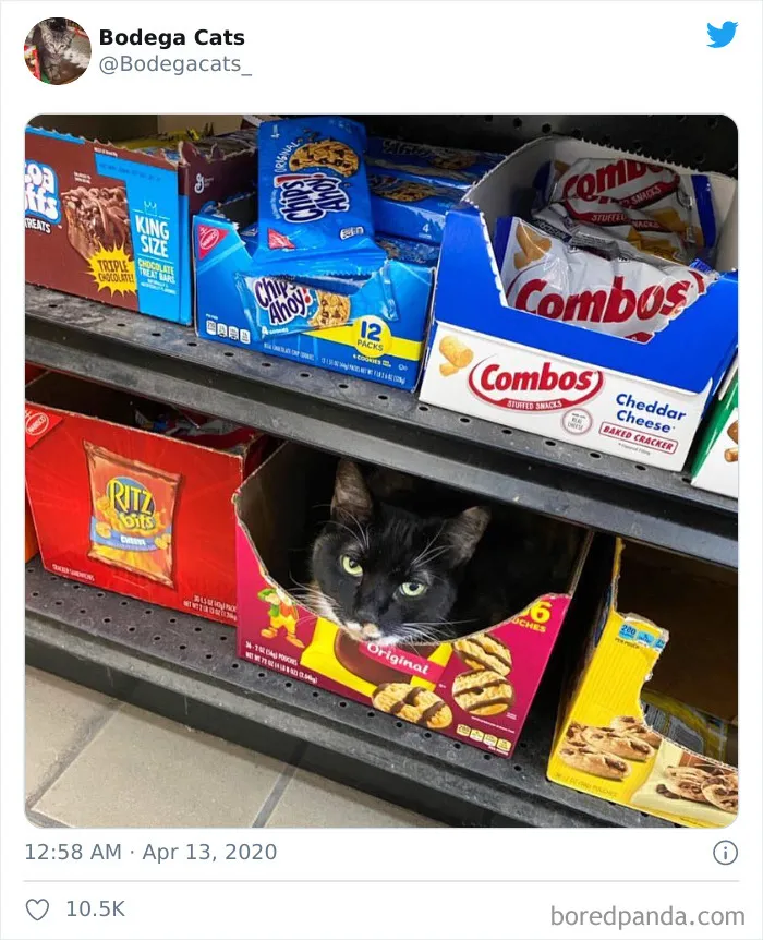 This Twitter Account Collects Photos Of Cats In Small Shops Looking Like They Own The Place (30 New Pics)