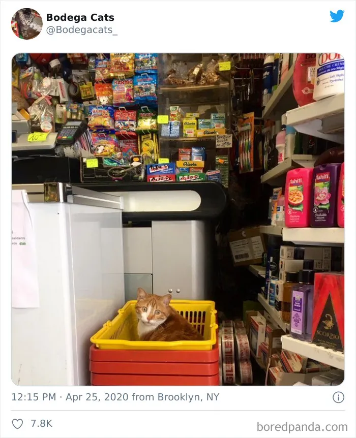 This Twitter Account Collects Photos Of Cats In Small Shops Looking Like They Own The Place (30 New Pics)