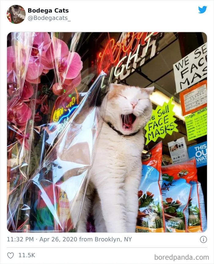 This Twitter Account Collects Photos Of Cats In Small Shops Looking Like They Own The Place (30 New Pics)