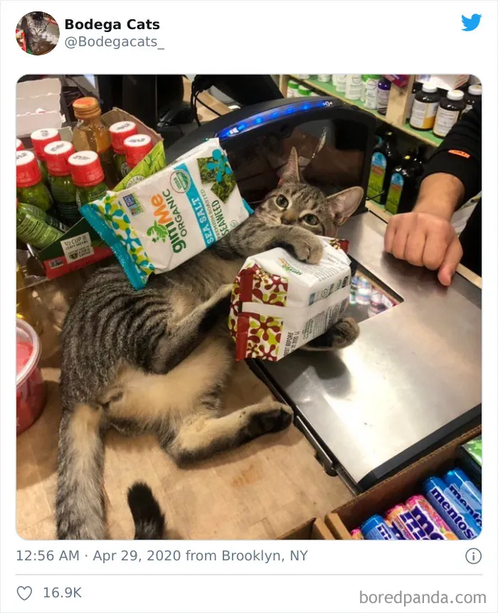 This Twitter Account Collects Photos Of Cats In Small Shops Looking Like They Own The Place (30 New Pics)