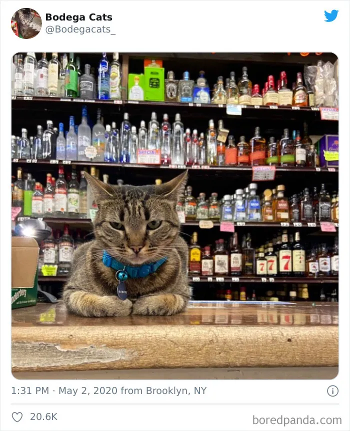 This Twitter Account Collects Photos Of Cats In Small Shops Looking Like They Own The Place (30 New Pics)