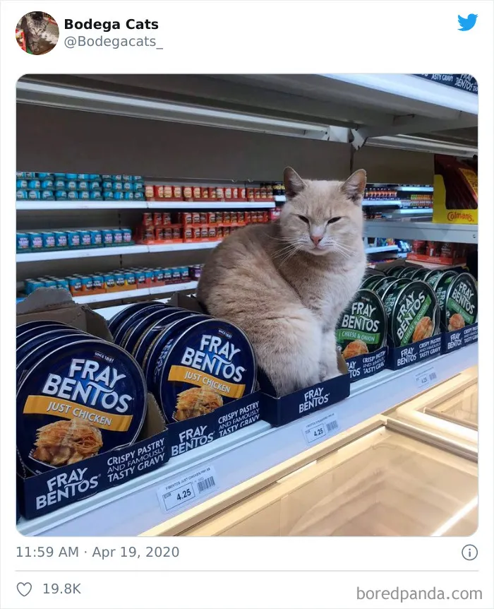 This Twitter Account Collects Photos Of Cats In Small Shops Looking Like They Own The Place (30 New Pics)