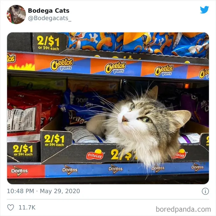 This Twitter Account Collects Photos Of Cats In Small Shops Looking Like They Own The Place (30 New Pics)