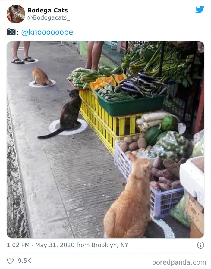 This Twitter Account Collects Photos Of Cats In Small Shops Looking Like They Own The Place (30 New Pics)